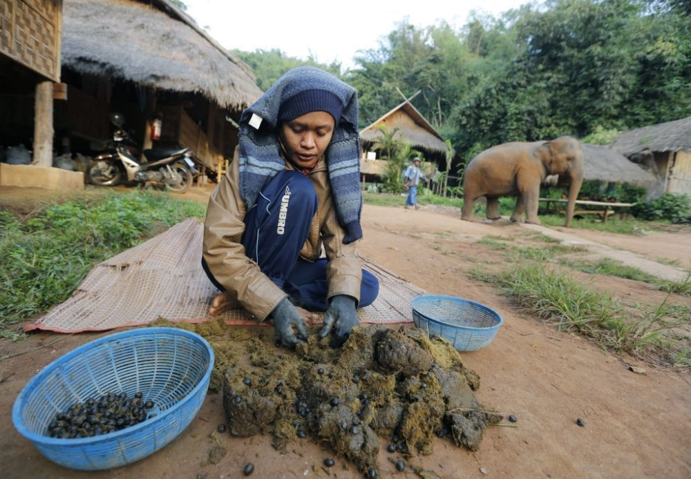 Cà phê phân voi giá hơn triệu đồng một ly trở thành đồ uống đắt đỏ nhất thế giới