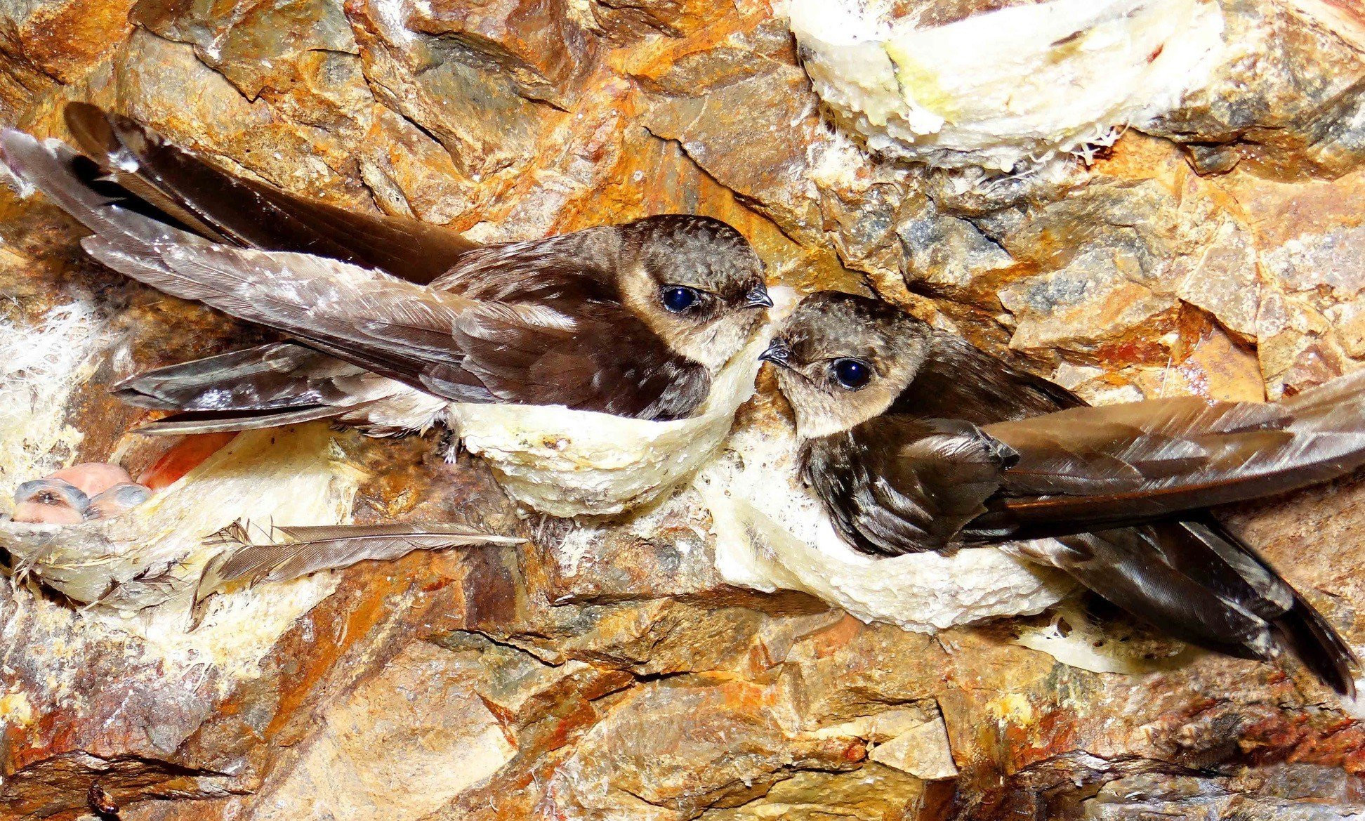 Thu 200 tấn mỗi năm, yến s&agrave;o Việt Nam rộng đường sang Trung Quốc - Ảnh 2.