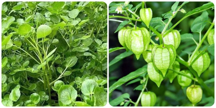 3 loại rau 'trường thọ' mọc dại đầy ở Việt Nam còn tốt hơn cả 'nhân sâm' - Ảnh 2.