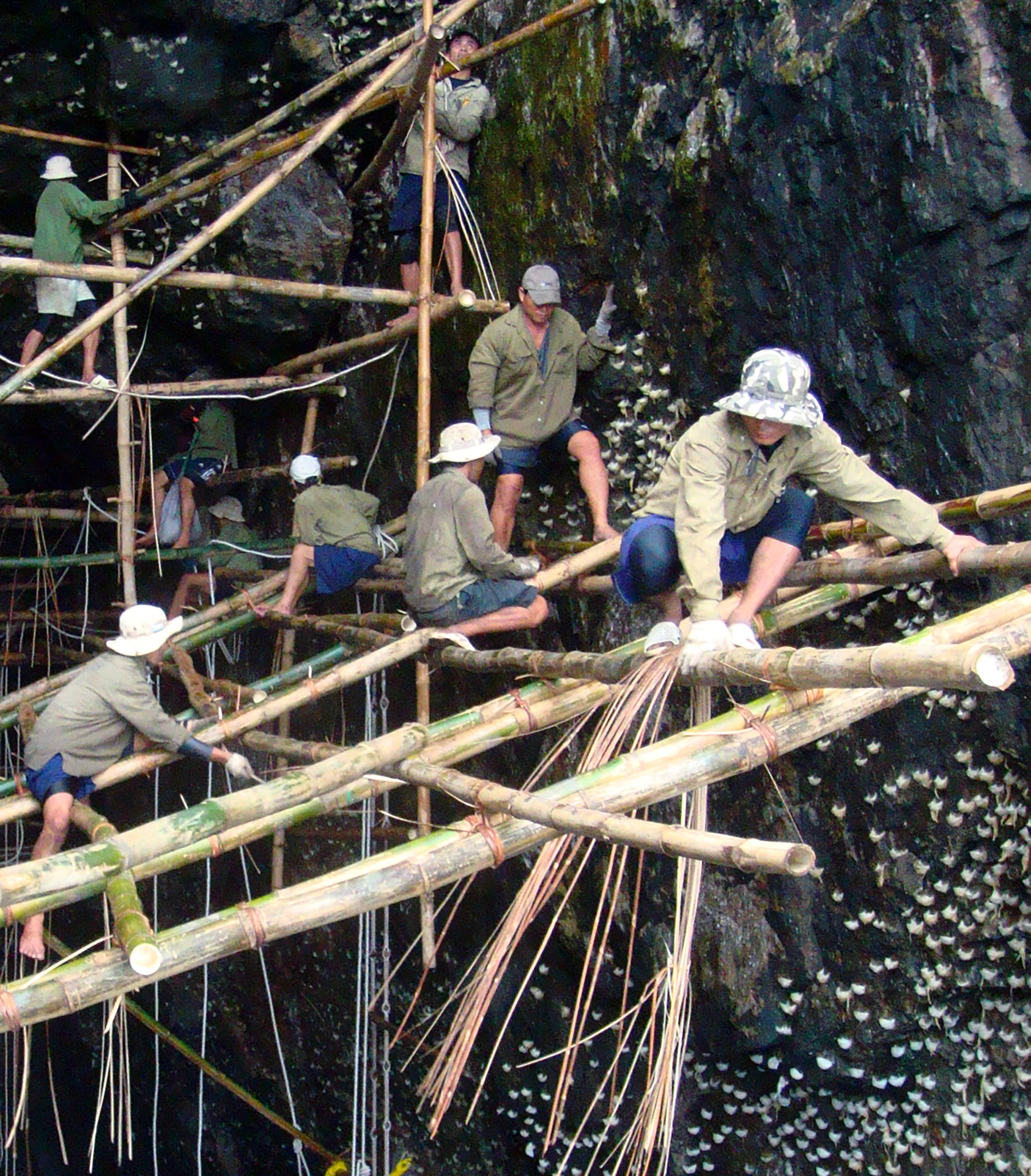 Thu 200 tấn mỗi năm, yến s&agrave;o Việt Nam rộng đường sang Trung Quốc - Ảnh 1.