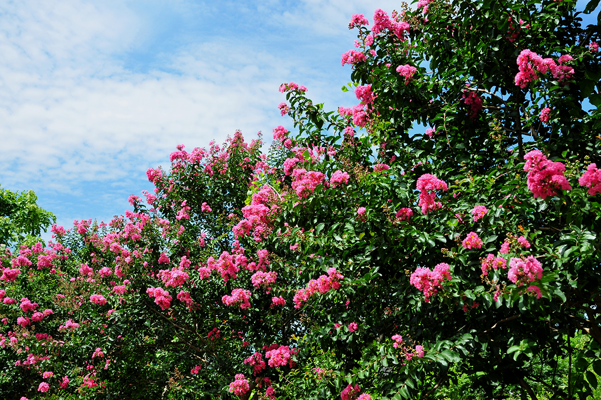 Ngất ngây trước khu vườn hoa tường vi đẹp như tranh vẽ nằm ngay trong lòng Hà Nội - Ảnh 7.