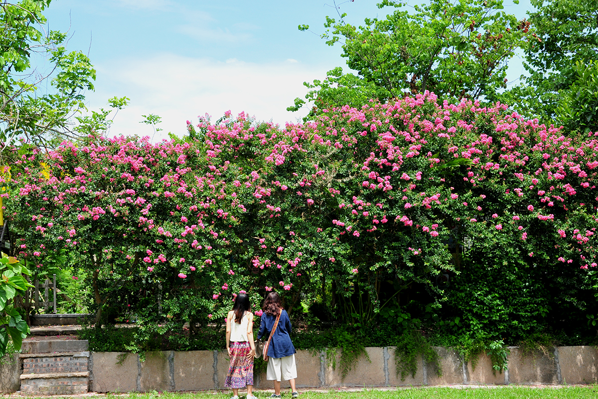 Ngất ngây trước khu vườn hoa tường vi đẹp như tranh vẽ nằm ngay trong lòng Hà Nội - Ảnh 4.