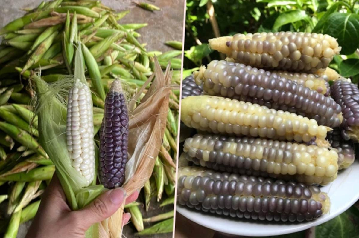 Lạ miệng ngô nữ hoàng đỏ, ngô ăn sống siêu ngọt thơm như hoa quả - Ảnh 3. Lạ miệng ngô nữ hoàng đỏ, ngô ăn sống siêu ngọt thơm như hoa quả - Ảnh 3.