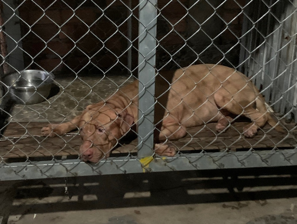 Xử lý chó Pitbull cắn chết cụ bà 82 tuổi ở Bình Dương - Ảnh 1. Xử lý chó Pitbull cắn chết cụ bà 82 tuổi ở Bình Dương - Ảnh 1.