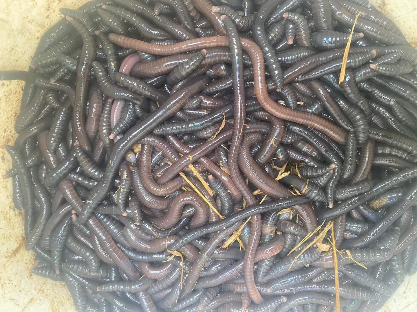 Trung Quốc t&igrave;m mua, giun đất sấy kh&ocirc; đắt nhất chợ mạng 1,5 triệu/kg - Ảnh 3.