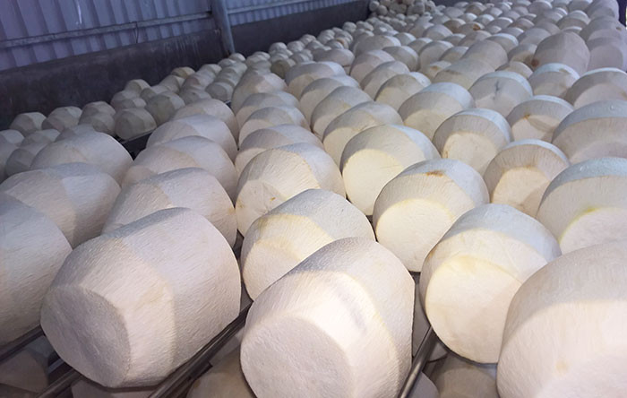 Mỹ cấp 'visa' cho quả dừa sọ, Việt Nam sắp c&oacute; th&ecirc;m tr&aacute;i c&acirc;y tỷ USD - Ảnh 1.