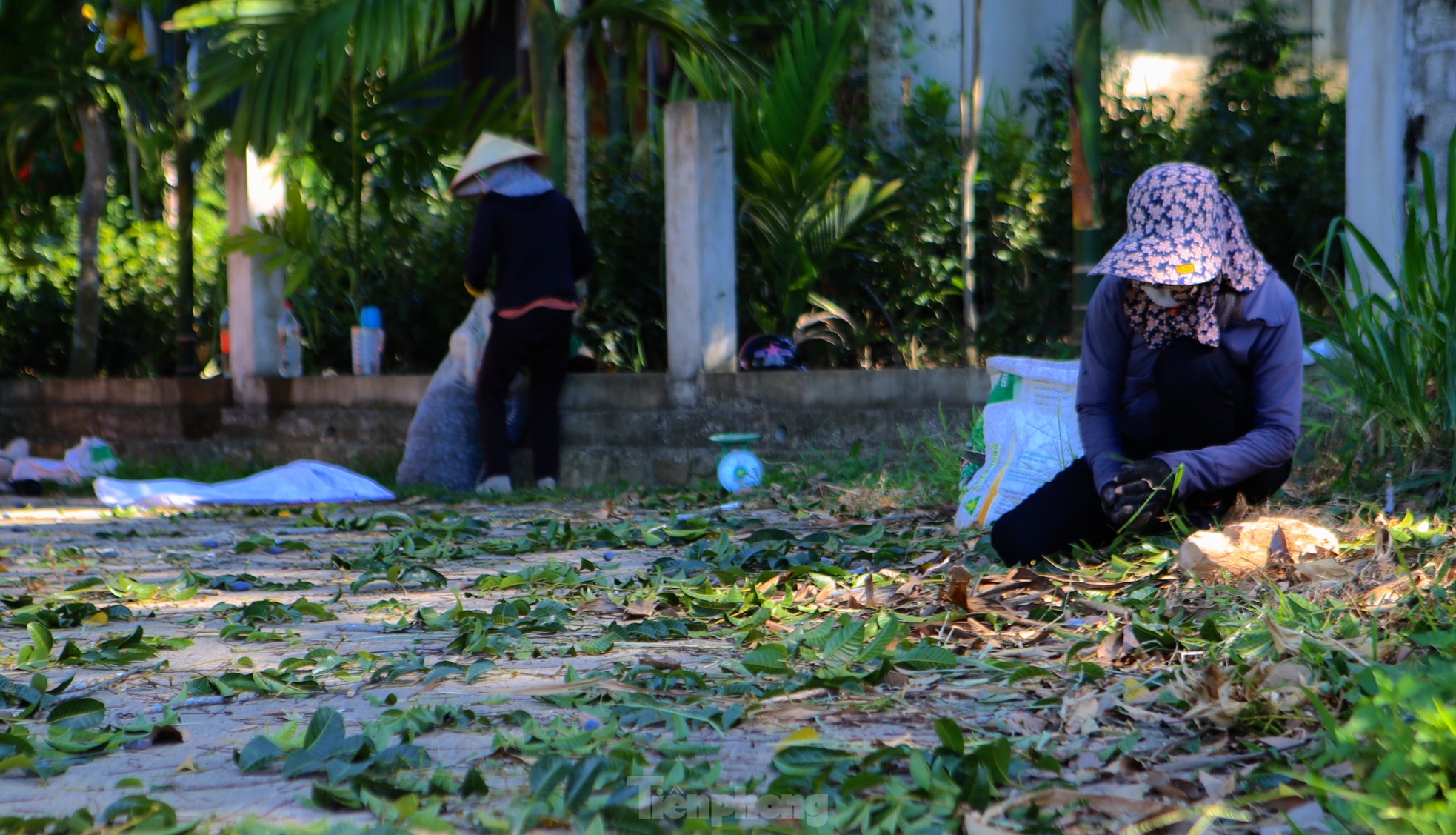 Mùa thu hoạch đặc sản trám đen - Ảnh 10.