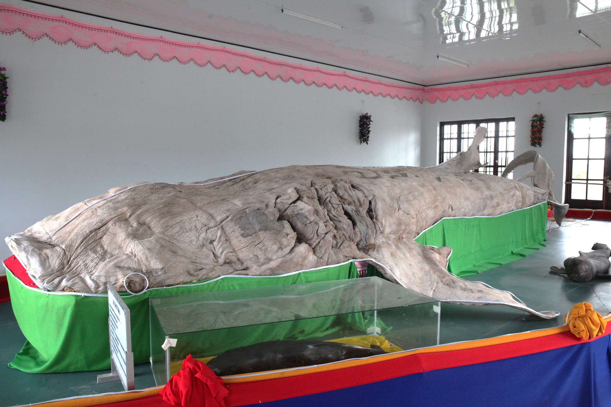 Về Bạc Liêu chiêm ngưỡng bộ da cá nhám đạt kỷ lục Guinness Việt Nam - Ảnh 5.