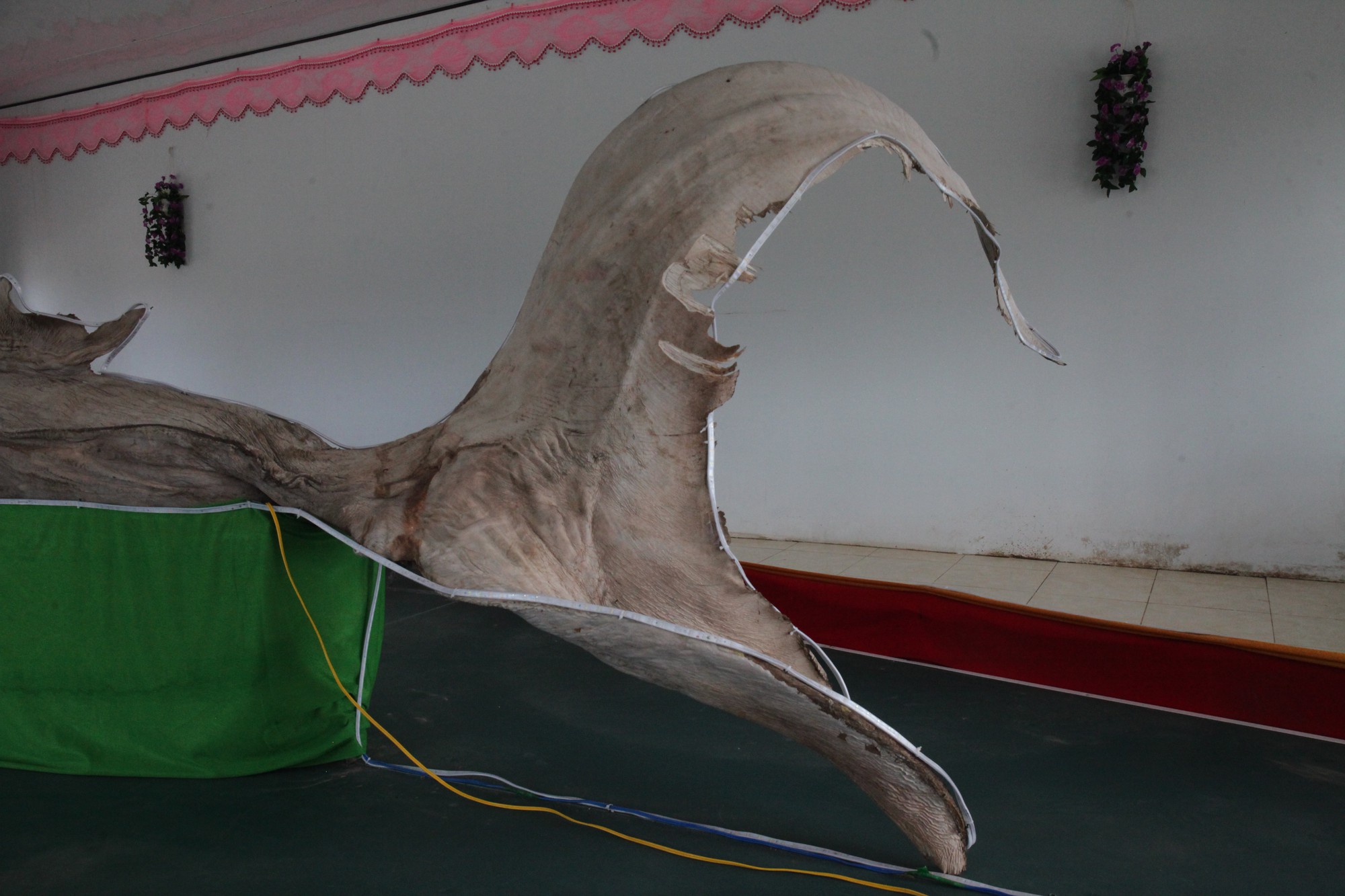 Về Bạc Liêu chiêm ngưỡng bộ da cá nhám đạt kỷ lục Guinness Việt Nam - Ảnh 7.