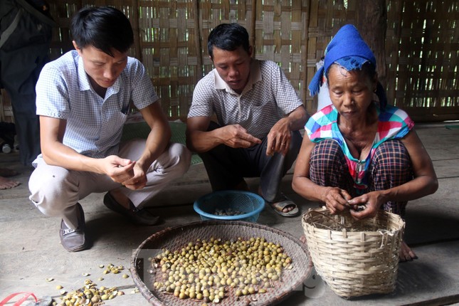 Mùa hái bo bo ở vùng cao Nghệ An - Ảnh 3.