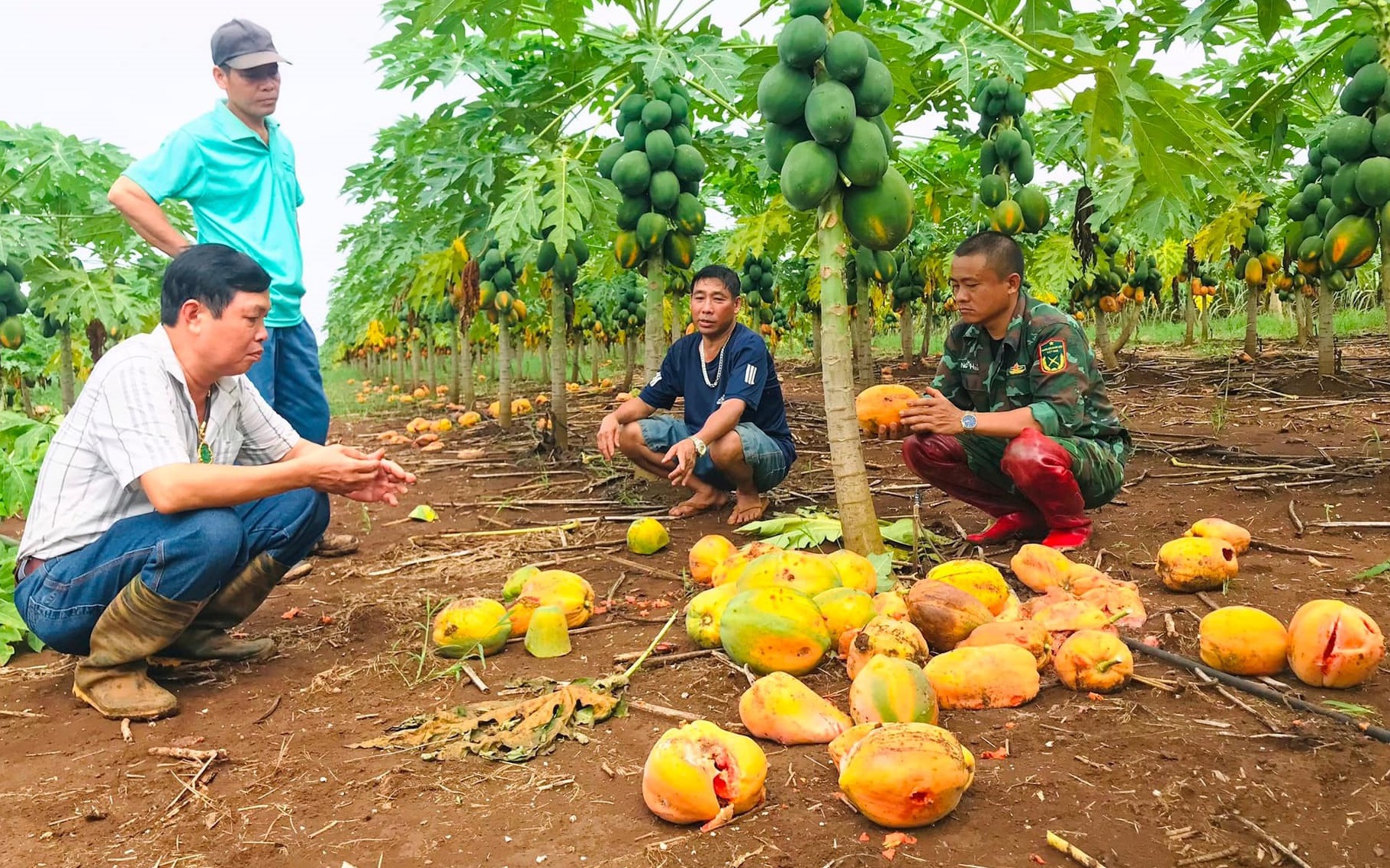 Lô hoa quả trị giá 7 tỷ đồng trước nguy cơ biến thành rác: Người dân được hỗ trợ gần 3 tỷ đồng