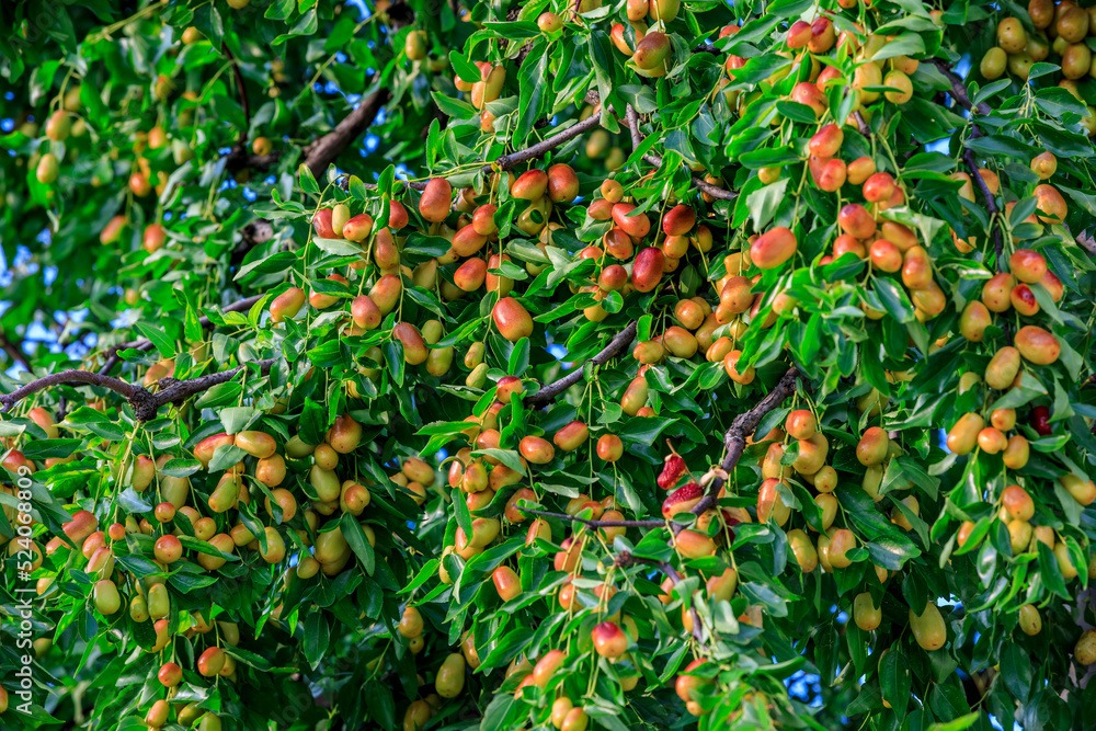 Người xưa dặn: &quot;Trước trồng táo, sau trồng mai, Đông trồng lựu, Tây trồng hồng&quot; có ý nghĩa gì? - Ảnh 3.