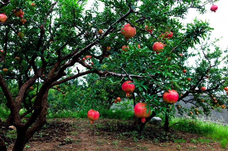 Người xưa dặn: &quot;Trước trồng táo, sau trồng mai, Đông trồng lựu, Tây trồng hồng&quot; có ý nghĩa gì? - Ảnh 8.