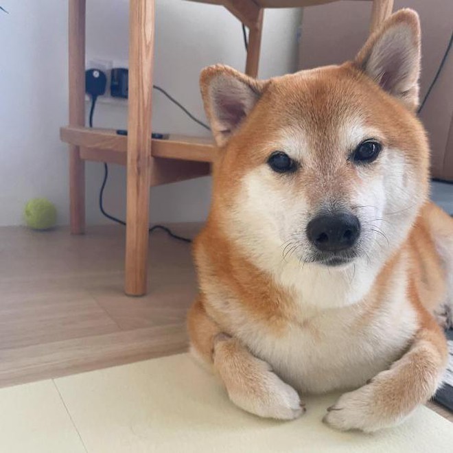 Chuyện cảm động về cuộc đời chú chó Shiba nổi nhất mạng xã hội vừa qua đời - Ảnh 2.