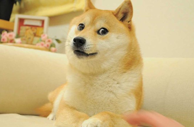 Chuyện cảm động về cuộc đời chú chó Shiba nổi nhất mạng xã hội vừa qua đời - Ảnh 1.