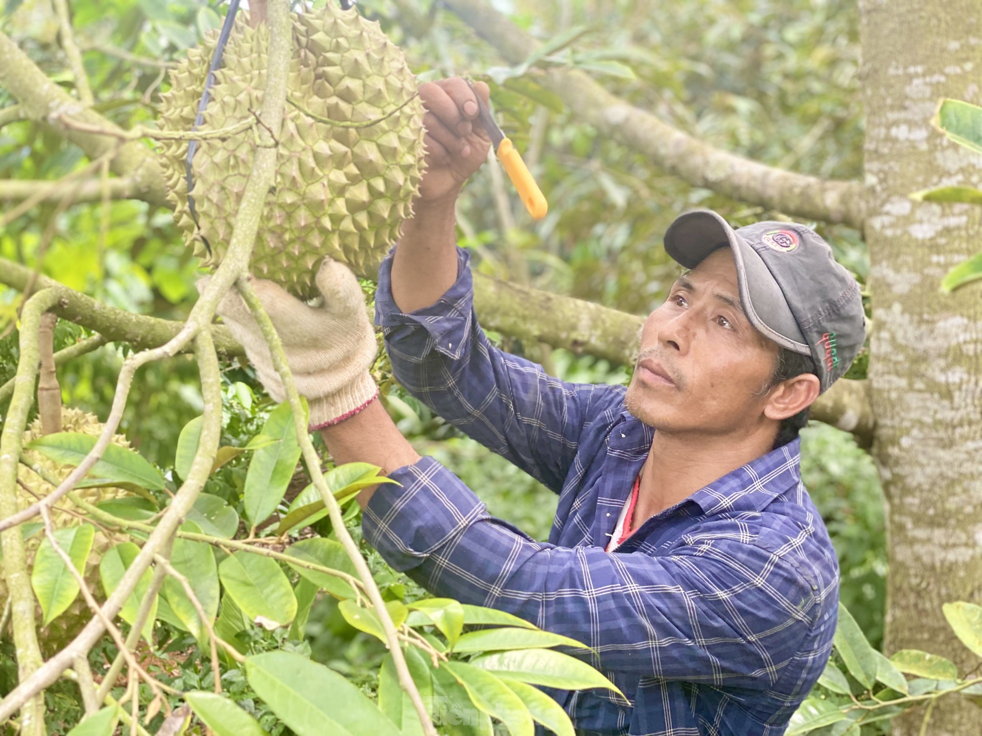 Kiếm tiền triệu mỗi ngày nhờ nghề gõ loại quả đầy gai - Ảnh 4.