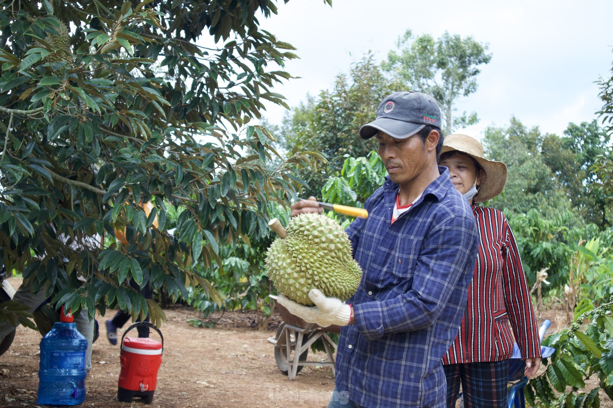 Kiếm tiền triệu mỗi ngày nhờ nghề gõ loại quả đầy gai - Ảnh 13.