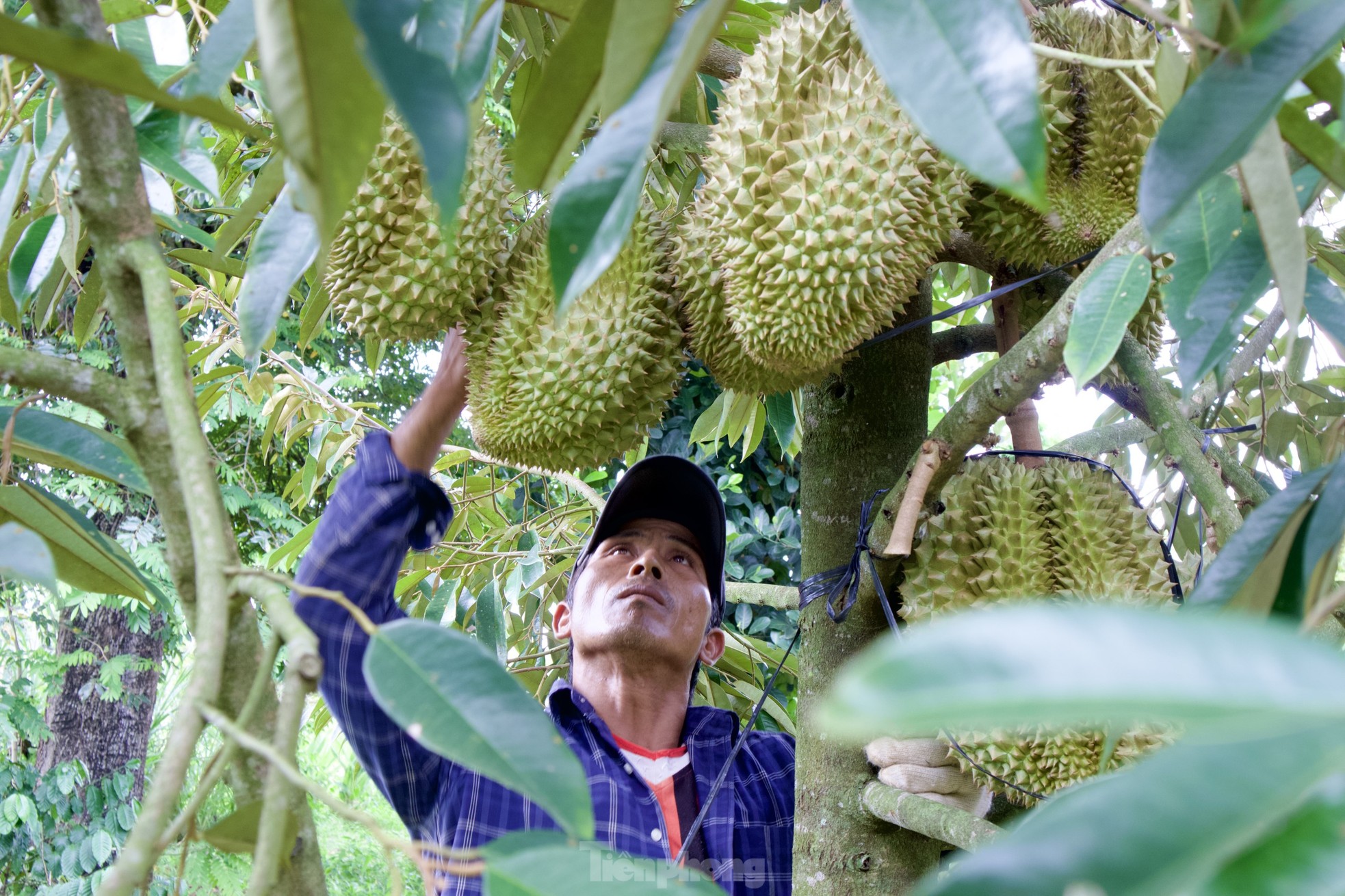 Kiếm tiền triệu mỗi ngày nhờ nghề gõ loại quả đầy gai - Ảnh 2.