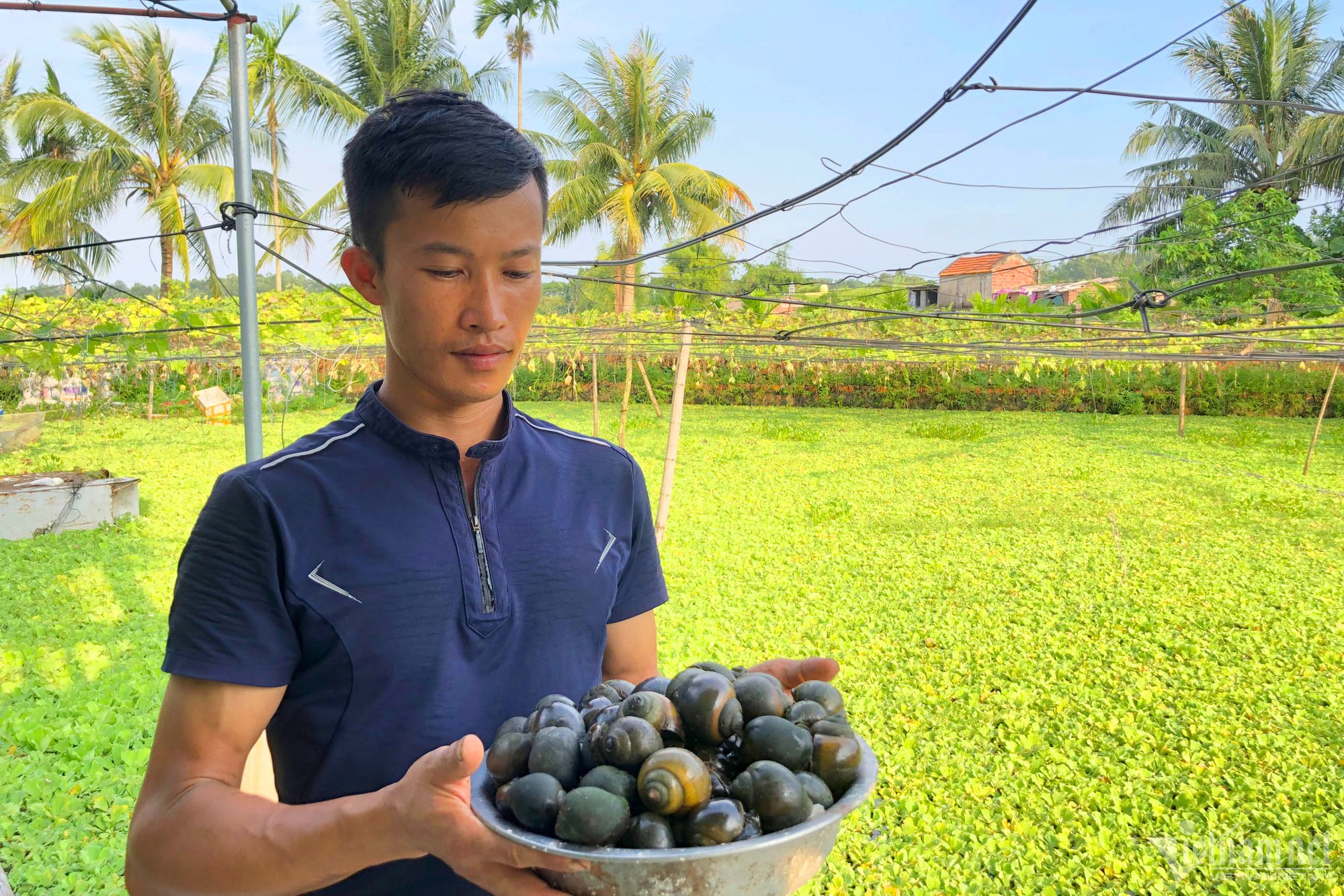 Cất bằng đại học, 9X nuôi ốc thu lãi nửa tỷ mỗi năm - Ảnh 1. Cất bằng đại học, 9X nuôi ốc thu lãi nửa tỷ mỗi năm - Ảnh 1.