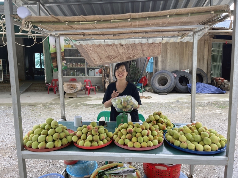 Thu nhập khủng từ việc trồng loại quả chua chua, giòn ngọt trên vùng núi sương mù, mưa phùn - Ảnh 1.