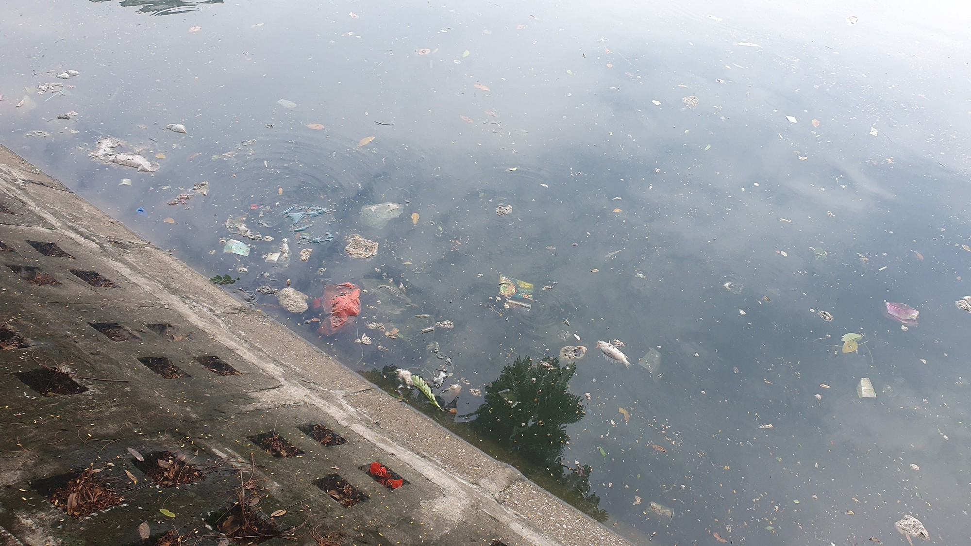 Nhiều hồ ở Hà Nội xuất hiện rác thải, xác cá chết trôi nổi gây ô nhiễm môi trường - Ảnh 4.