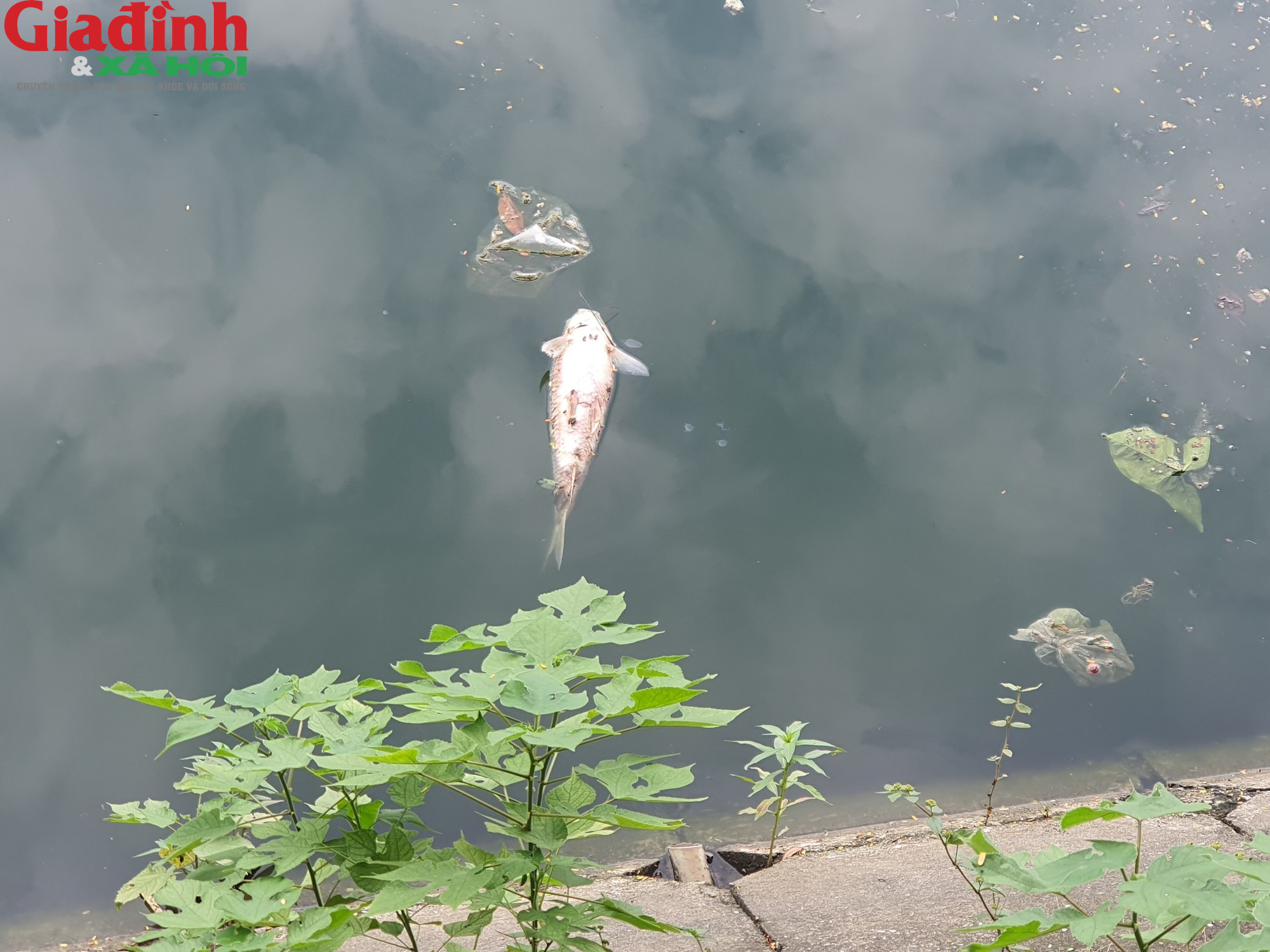 Nhiều hồ ở Hà Nội xuất hiện rác thải, xác cá chết trôi nổi gây ô nhiễm môi trường - Ảnh 5.