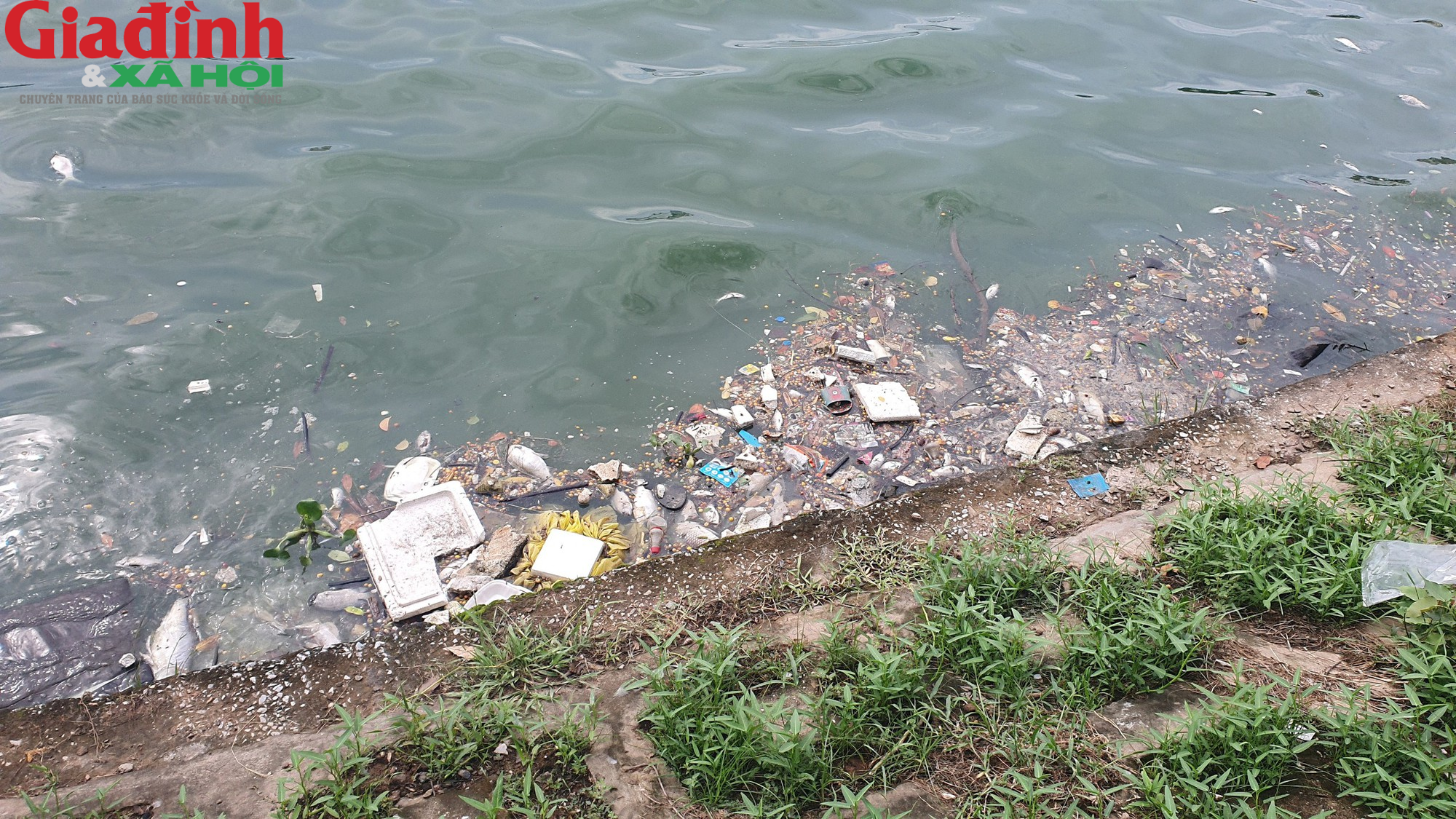 Nhiều hồ ở Hà Nội xuất hiện rác thải, xác cá chết trôi nổi gây ô nhiễm môi trường - Ảnh 8.