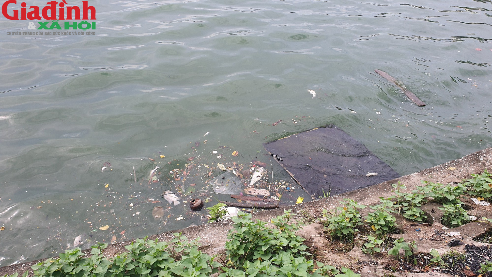 Nhiều hồ ở Hà Nội xuất hiện rác thải, xác cá chết trôi nổi gây ô nhiễm môi trường - Ảnh 9.
