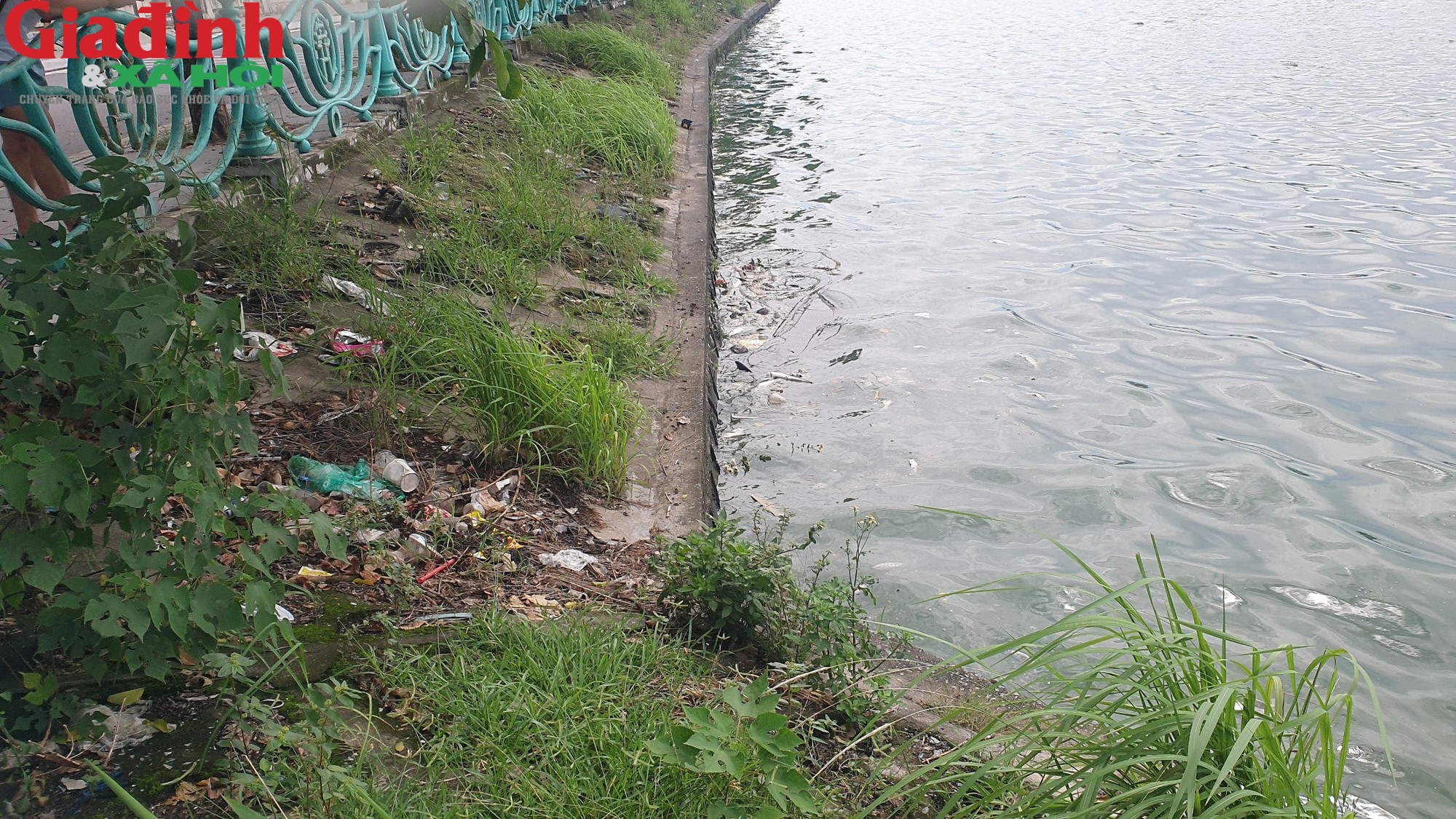 Nhiều hồ ở Hà Nội xuất hiện rác thải, xác cá chết trôi nổi gây ô nhiễm môi trường - Ảnh 11.