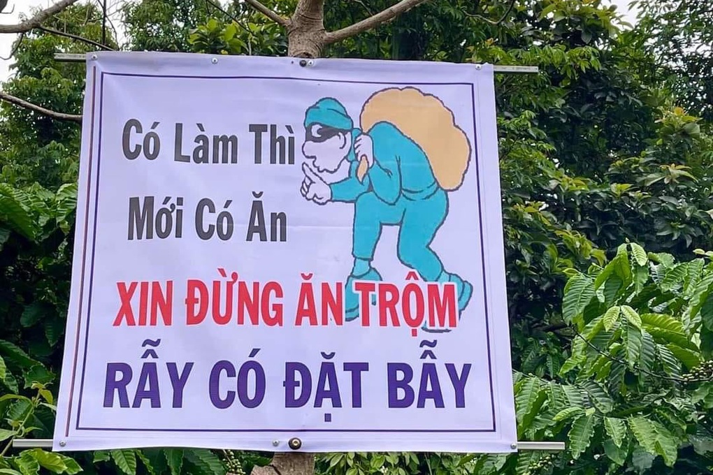 "Cò" đất chuyển hướng sang môi giới sầu riêng ở Tây Nguyên - Ảnh 5. "Cò" đất chuyển hướng sang môi giới sầu riêng ở Tây Nguyên - Ảnh 5.