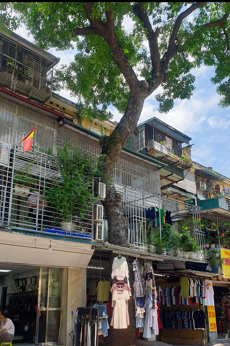 Kỳ lạ với kiến trúc cây bám tường của khu dân cư giữa lòng Hà Nội - Ảnh 5.