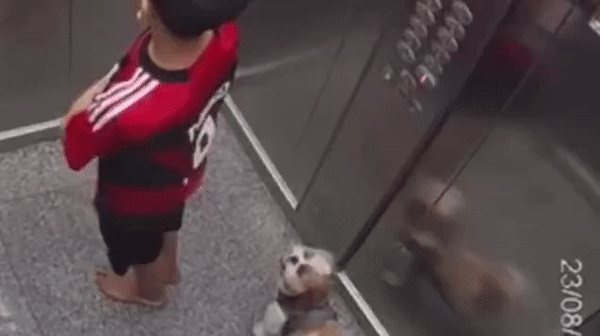 Chó cưng bị dây xích xiết cổ trong thang máy, bé trai có hành động nhanh trí cứu sống con vật - Ảnh 1.