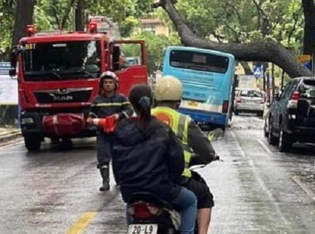 Xe bus bị cây to bật gốc đè trúng khi vào bến - Ảnh 3.