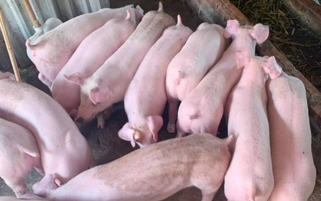 Giá lợn hơi "tụt dốc", càng nuôi nhiều càng lỗ, nhiều hộ chăn nuôi lớn ở miền Bắc quyết định... bỏ trống chuồng