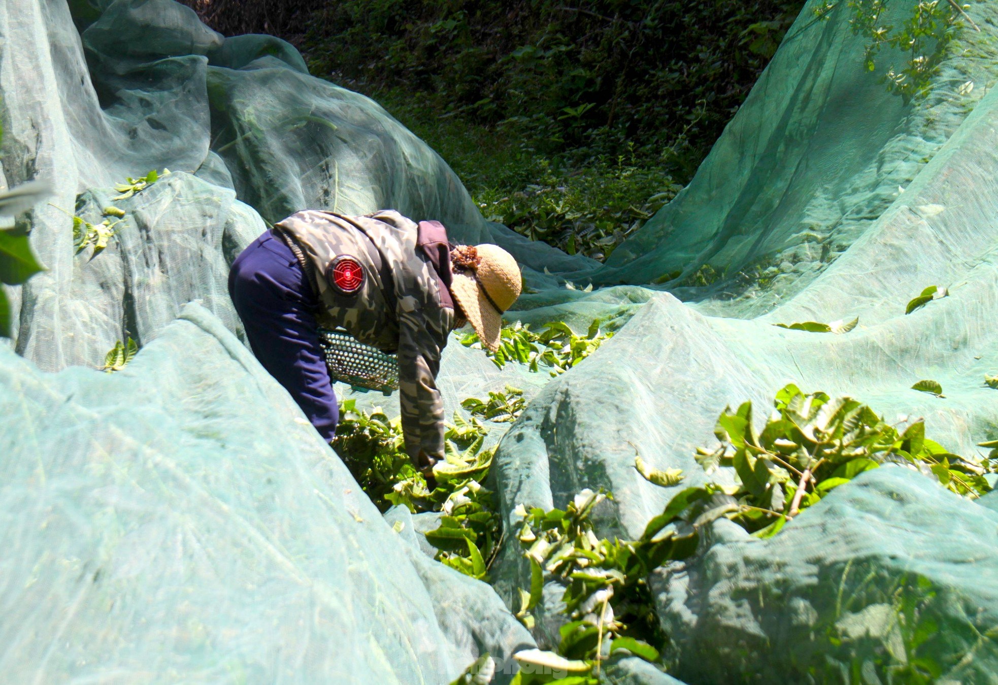‘Vàng đen’ vào mùa, vì sao thương lái ngậm đắng nuốt cay? - Ảnh 6. ‘Vàng đen’ vào mùa, vì sao thương lái ngậm đắng nuốt cay? - Ảnh 6.