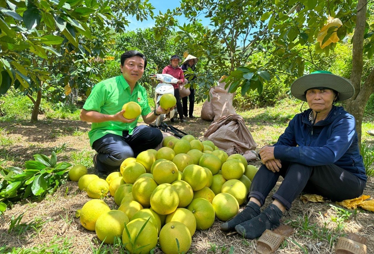 Thủ phủ bưởi rộn ràng vào mùa thu hoạch - Ảnh 12.