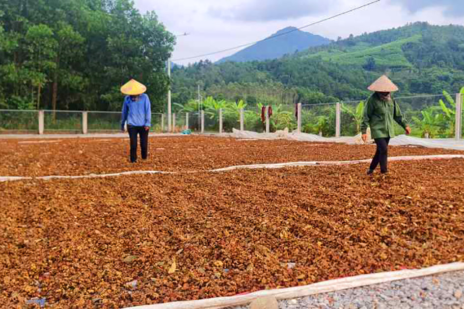 Trồng loại cây ra hoa 2 lần, nông dân kiếm trăm triệu mỗi năm - Ảnh 4.