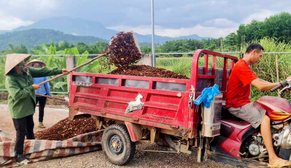 Trồng loại cây ra hoa 2 lần, nông dân kiếm trăm triệu mỗi năm - Ảnh 5.