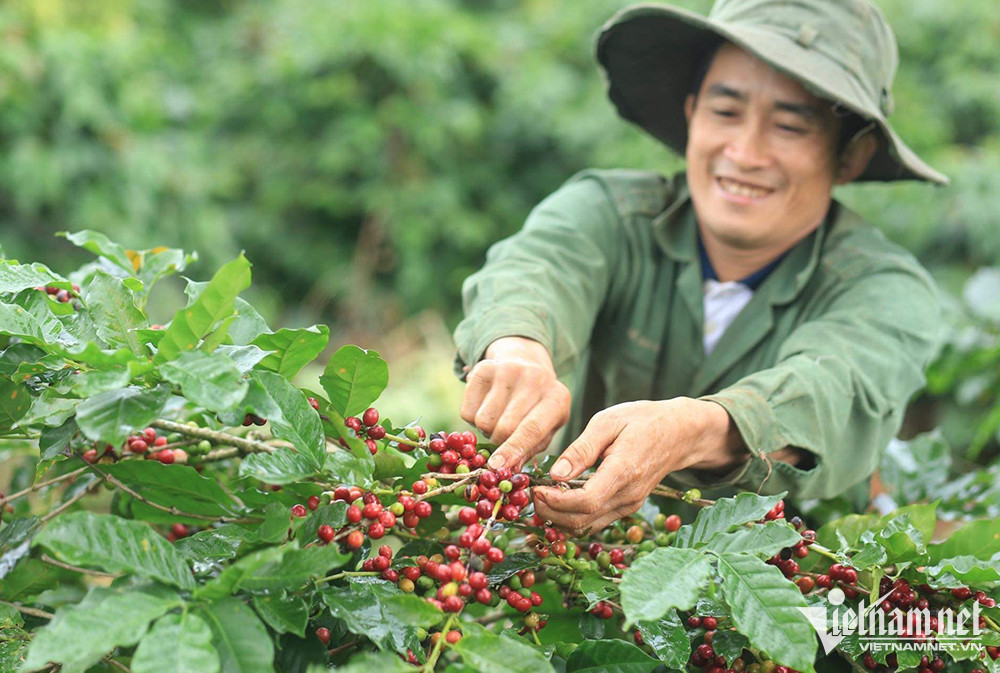 Cà phê Việt Nam 'cháy hàng' xuất khẩu dù giá lên cao kỷ lục - Ảnh 2.