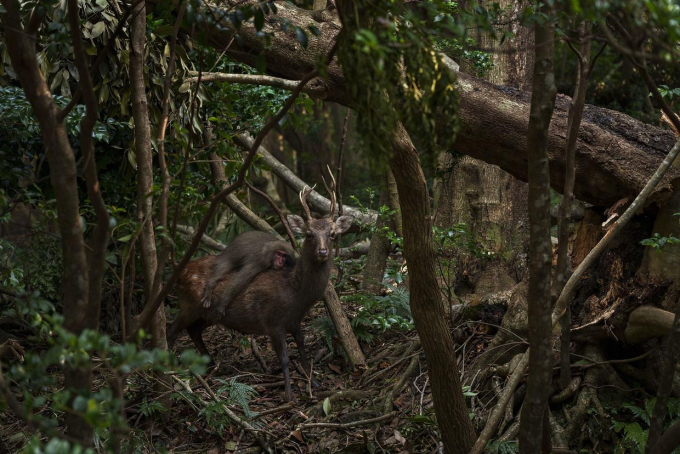 Nhiếp ảnh gia bắt được khoảnh khắc khỉ &quot;tận hưởng chuyến đi miễn phí&quot; trên lưng hươu trong rừng - Ảnh 1.