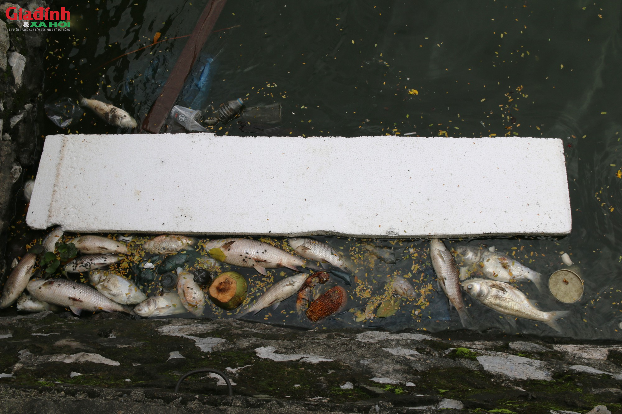 Cá lại chết hàng loạt ở Hồ Tây, người dân ngán ngẩm vì mùi hôi thối nồng nặc - Ảnh 2.