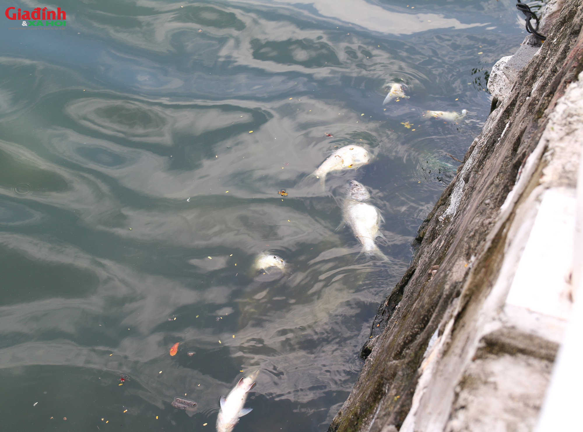 Cá lại chết hàng loạt ở Hồ Tây, người dân ngán ngẩm vì mùi hôi thối nồng nặc - Ảnh 8.