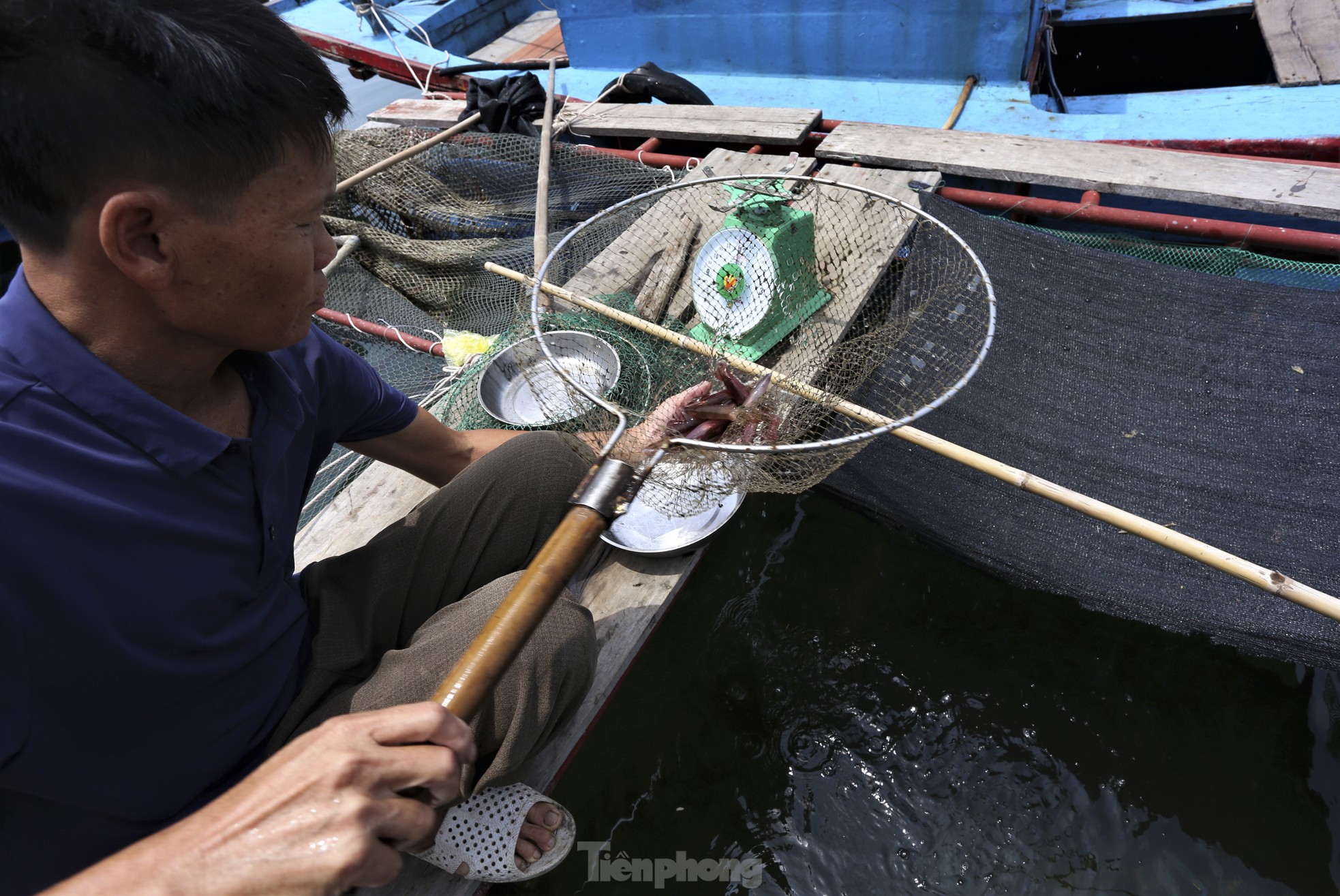 Mực nháy 'cháy' hàng, có tiền cũng không mua được - Ảnh 4.