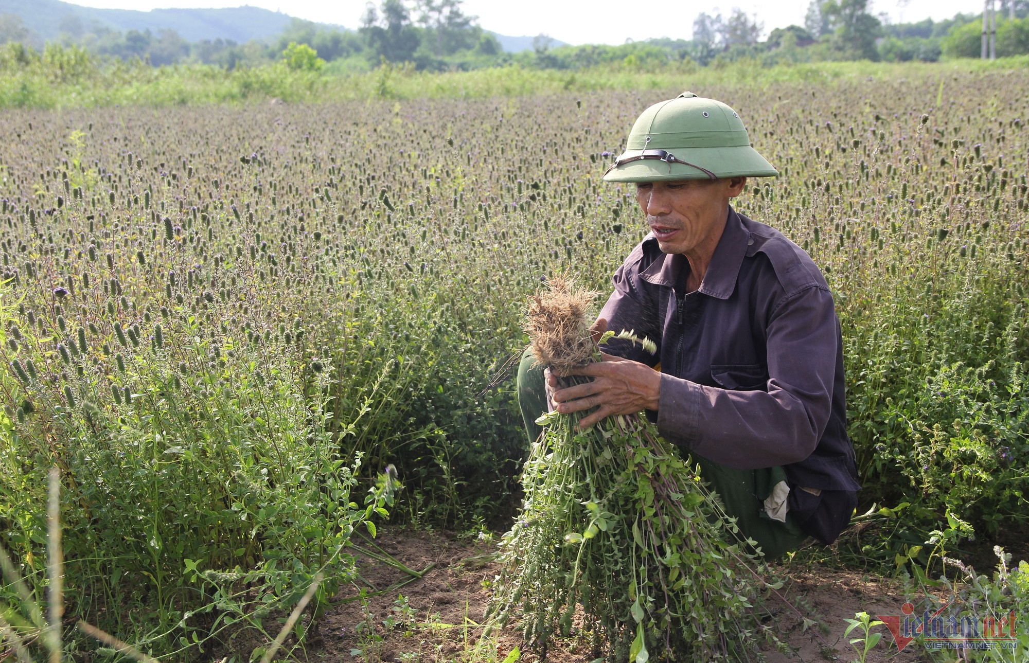 Vợ chồng xứ Nghệ bên ruộng nhân trần đầy hoa, bao nhiêu cũng hết - Ảnh 4.