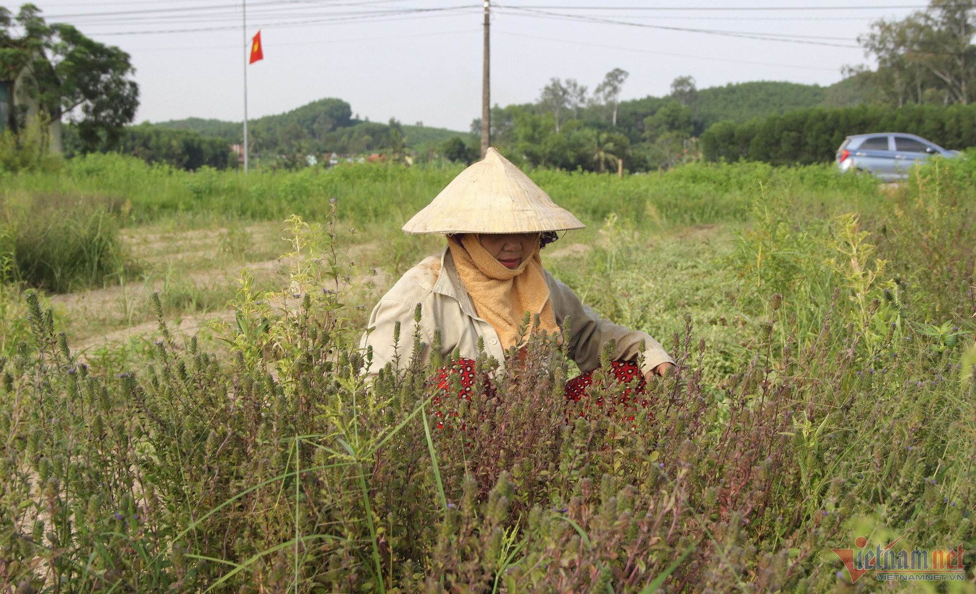 Vợ chồng xứ Nghệ bên ruộng nhân trần đầy hoa, bao nhiêu cũng hết - Ảnh 3.