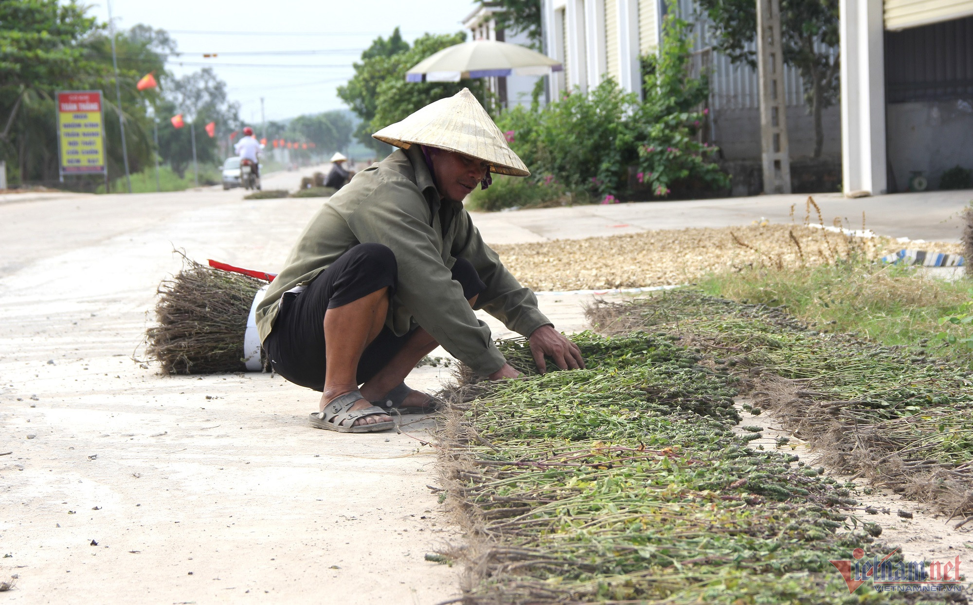 Vợ chồng xứ Nghệ bên ruộng nhân trần đầy hoa, bao nhiêu cũng hết - Ảnh 6.