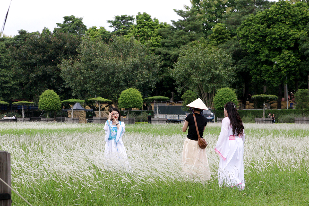 Phát hiện bãi cỏ lau trắng muốt nằm giữa trung tâm Hà Nội, chị em nhìn thấy là thích mê - Ảnh 8.