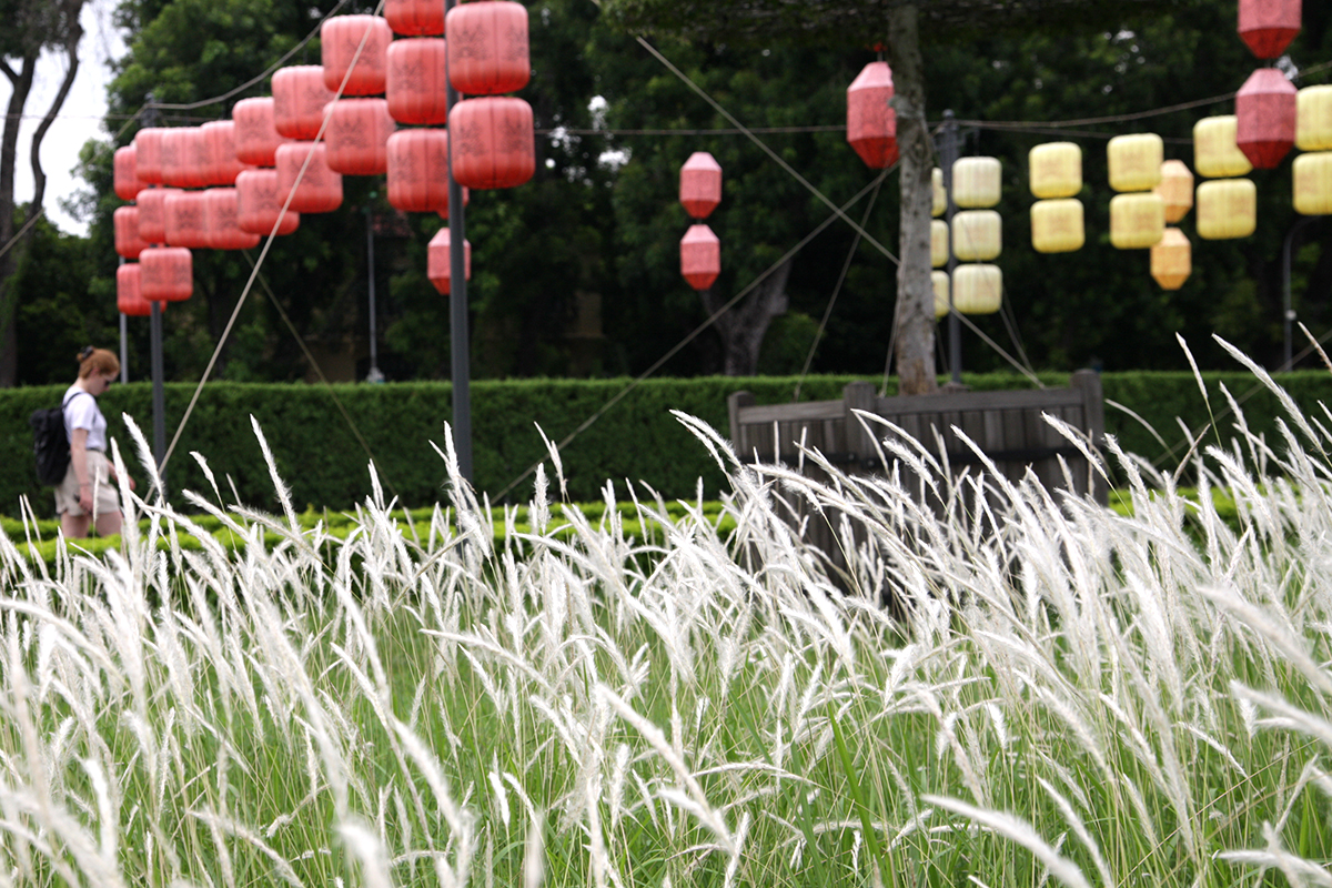 Phát hiện bãi cỏ lau trắng muốt nằm giữa trung tâm Hà Nội, chị em nhìn thấy là thích mê - Ảnh 7.