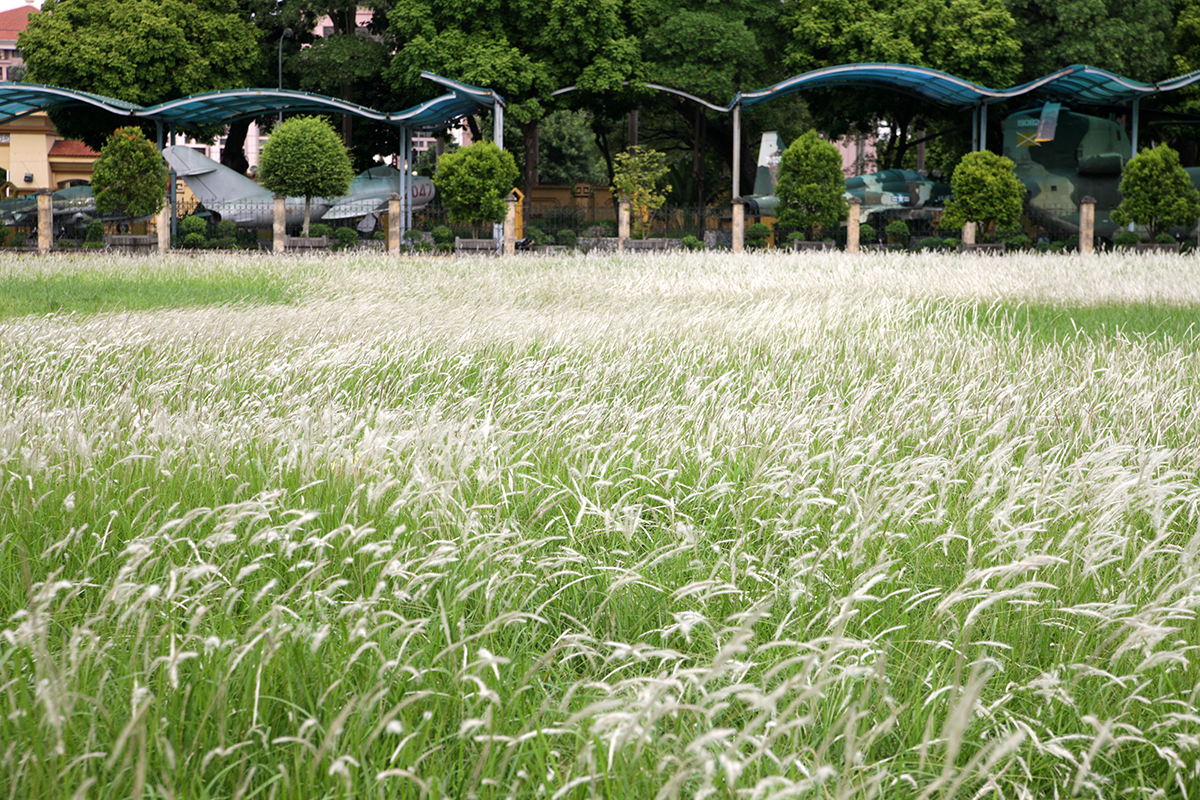 Phát hiện bãi cỏ lau trắng muốt nằm giữa trung tâm Hà Nội, chị em nhìn thấy là thích mê - Ảnh 4.