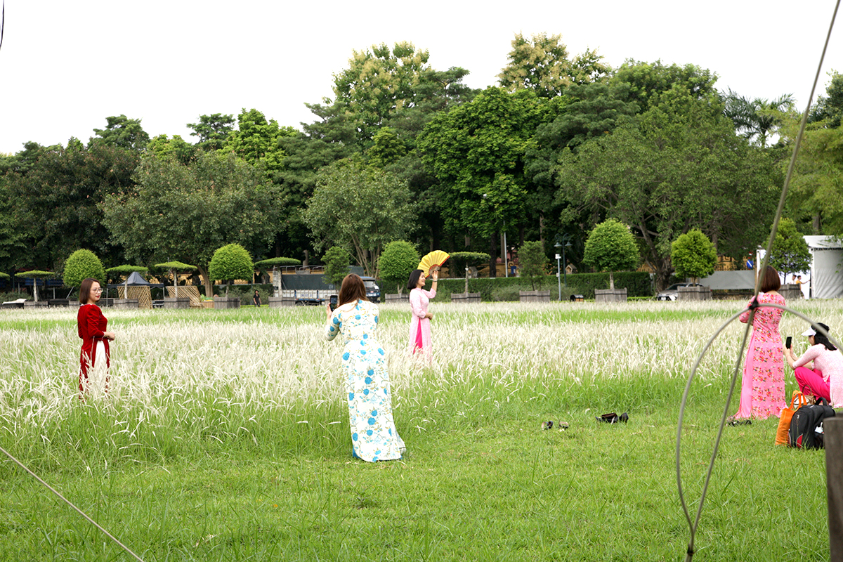 Phát hiện bãi cỏ lau trắng muốt nằm giữa trung tâm Hà Nội, chị em nhìn thấy là thích mê - Ảnh 9.
